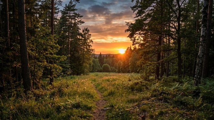 Ein Pfad durch eine Waldlichtung bei Sonnenuntergang, ohne Menschen